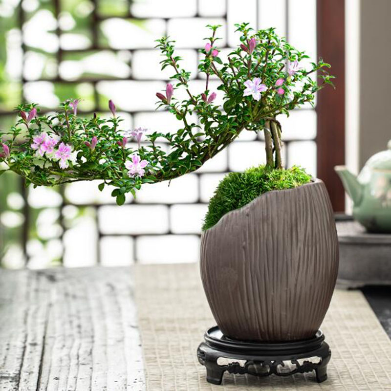 Bonsai Garden Europe - Chinese Style Ceramic Bonsai Vase Office