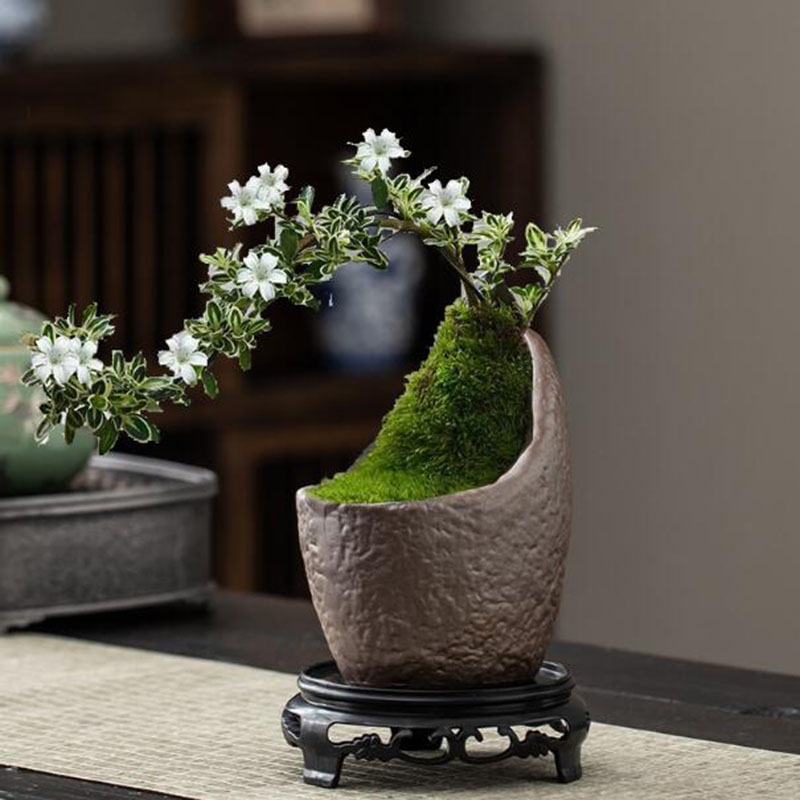 Chinese Style Ceramic Bonsai V - Bonsai Garden Europe 评论和价格