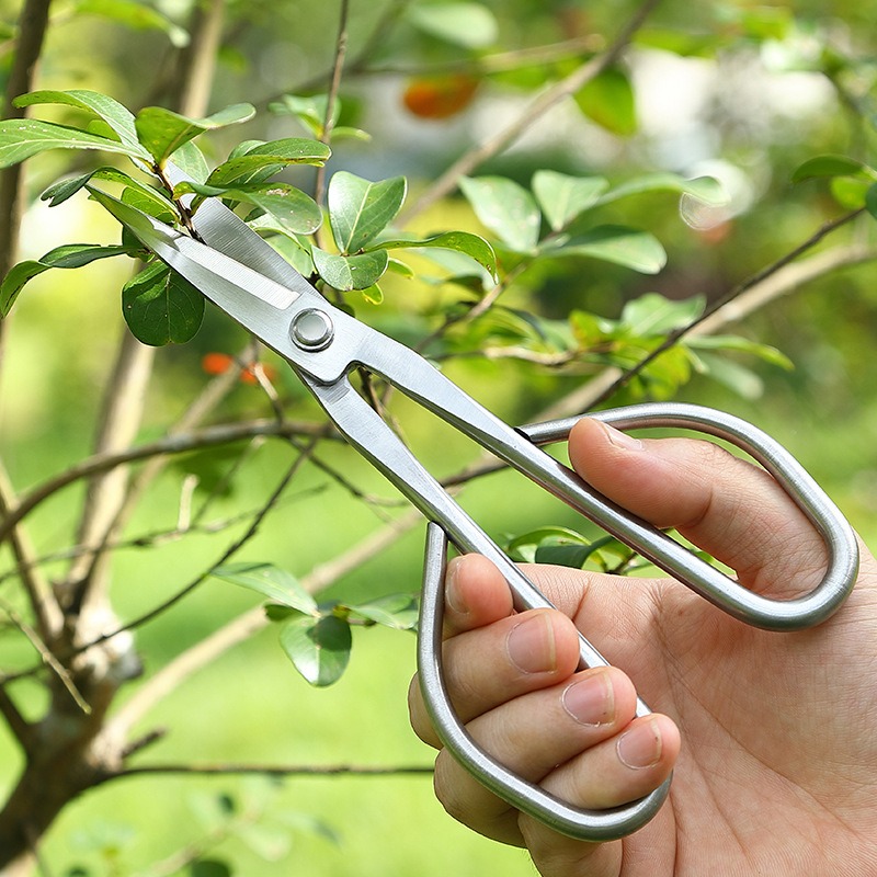 Tender Leaf Scissors Bonsai To - Bonsai Garden Rake 评论和价格
