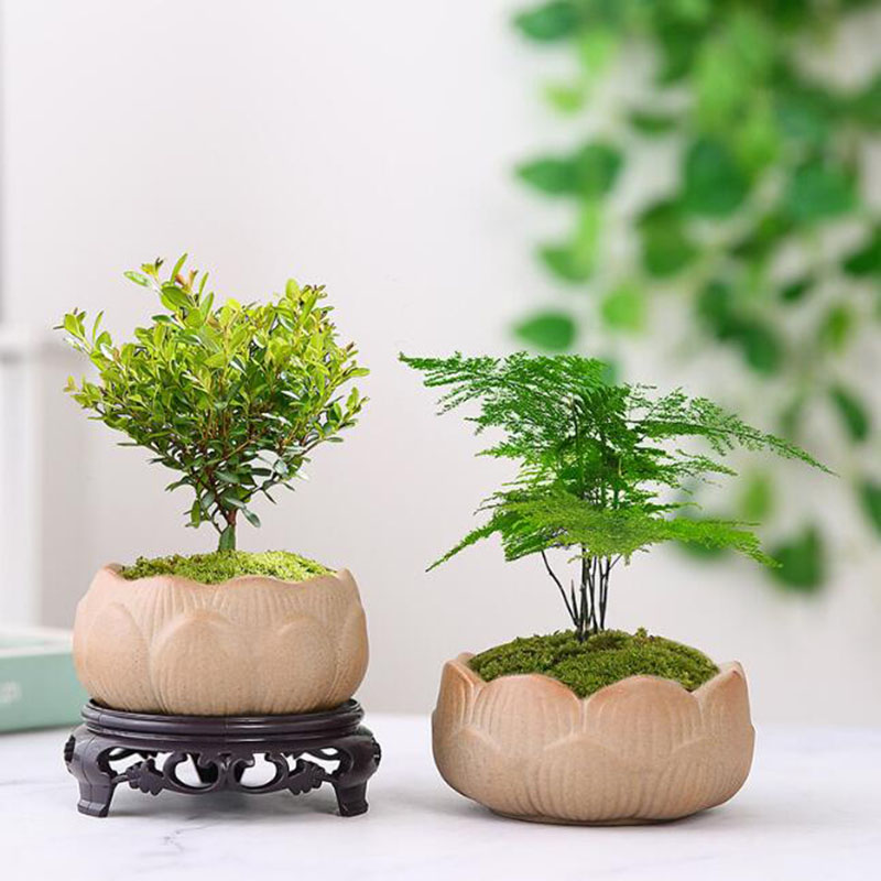 Coarse Pottery Lotus Green Pla - Bonsai Garden Europe 评论和价格