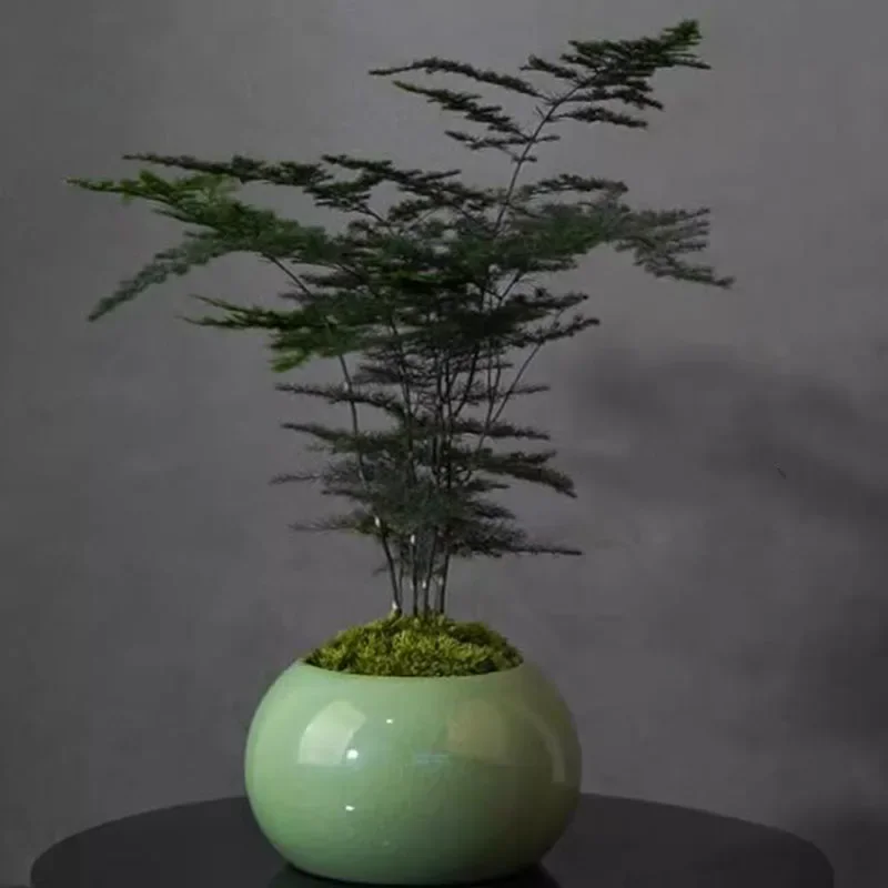 Asparagus Fern Plant Pot Flowe - Bonsai Garden Europe 评论和价格