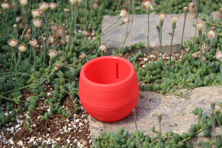 Gardening Mini Plastic Flower  - Bonsai Garden Europe 评论和价格